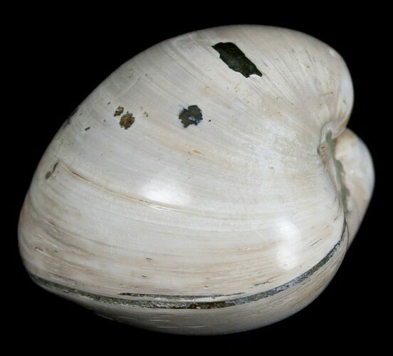 Polished Fossil Clam - Large Size #5267
